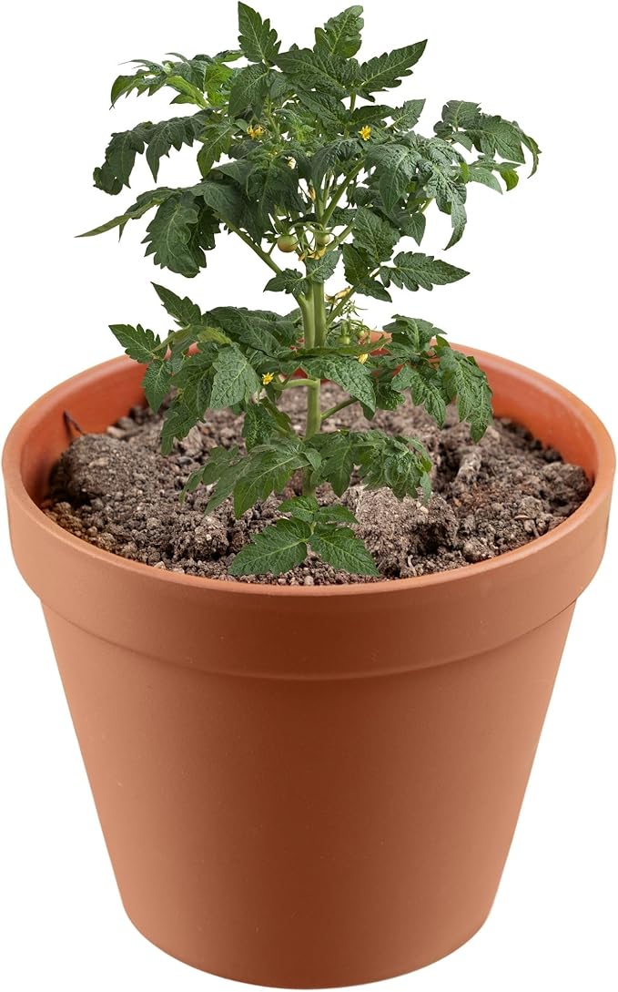 Premium Manure: Ideal Manure Starter and Vegetable Fertilizer for a Thriving Outdoor Vegetable Garden - Boosts Soil Quality! Hand Packed in The USA. 2 Quarts