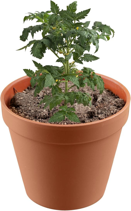 Premium Top Soil - Use This to Improve Soil Quality, Filling Holes, Top-up Potted Plants, Protect Seeds, & Make Soil Mixes, Top Soil for Lawns | Ideal Indoor Potting Soil Combo 4 Quart