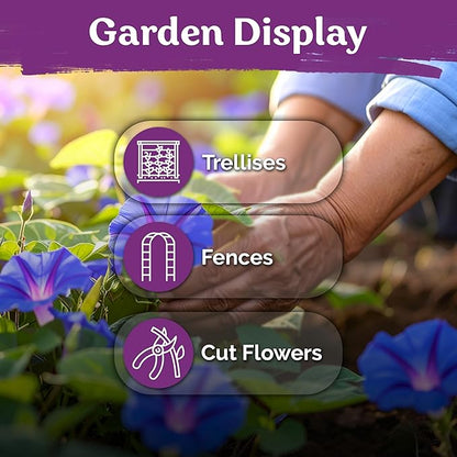 KVITER 150 Grandpa OTT Morning Glory Seeds (Ipomoea purpurea) – Vine Purple Climbing Blooms Flower Seeds to Plant Outside – Pollinator Heirloom Seed Packets for Garden, Trellises, Outdoor Flower Beds