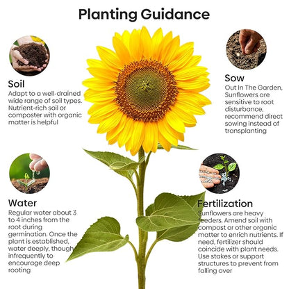 Mammoth Sunflower Seeds to Plant, 1 Ounce Packet 300+ Seeds, 6-12 FT Giant Sunflower, Non-GMO | Heirloom | High Germination, Grown in The USA