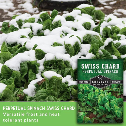 Survival Garden Seeds - Perpetual Spinach Seeds for Planting – Swiss Chard Variety with Spinach Flavor, Heat & Cold Tolerant Long Season Greens for Spring to Fall Harvest (3 Packs)