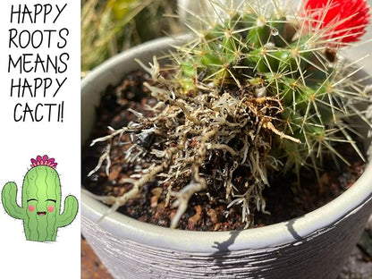 Cactus Soil Potting Mix with Mycorrhizal Fungi - 4 Quarts of Soil for Succulents and Cactus - High Drainage, Slightly Acidic, Soil for Healthy and Happy Indoor Plants