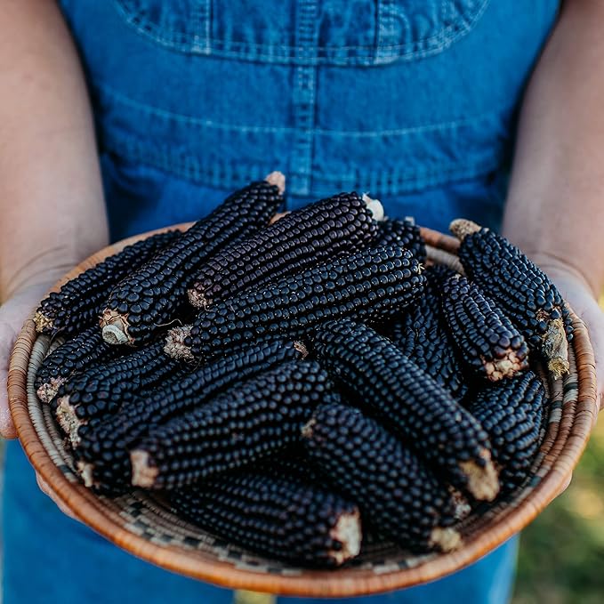 Dakota Black Popcorn - 50 Seeds - Heirloom & Open-Pollinated Variety, USA-Grown, Non-GMO Popcorn Seeds for Planting Outdoors in The Home Garden, Thresh Seed Company