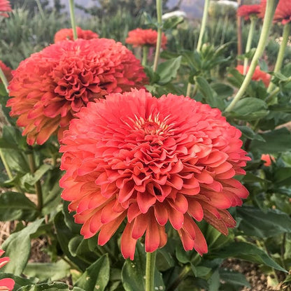 Plant Good Seed Organic Benary's Giant Coral Zinnia Seeds for Planting: Hot Weather Cut Flower, Double Stacked Blossoms - 100 Seed Packet