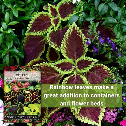 Sow Right Seeds - Coleus Rainbow Mix Seeds for Planting - Beautiful Flowers to Plant in a Home Garden - Indoors or Outdoors - Non-GMO Heirloom Seeds - Attractive & Colorful - Great Gardening Gift (3)