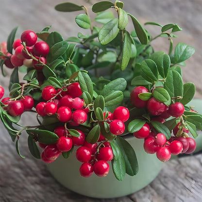 1500pcs Mixed Berry Seeds Kit for Planting (Strawberriy, Blueberry, Raspberry, Mulberry, Cranberry, Cherry Seeds Pack), Non-GMO Perennial Fruits Seeds, Home Garden Plants for Outdoors