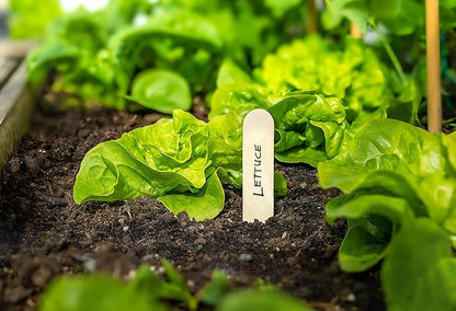 Lettuce Seeds for Planting Variety Pack - 5 Types of Lettuce - Buttercrunch, Parris Island Cos, Oakleaf, Little Gem, and Iceberg