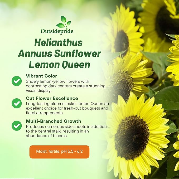 Outsidepride Lemon Queen Sunflower Seeds for Planting - 1/4 Lb. Annual, Easy to Grow Flower Seeds w/Vibrant, Abundant Blooms for Cut Flower Arrangements & Pollinator & Vegetable Gardens