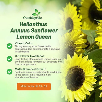 Outsidepride Lemon Queen Sunflower Seeds for Planting - 5 Lbs. Annual, Easy to Grow Flower Seeds w/Vibrant, Abundant Blooms for Cut Flower Arrangements & Pollinator & Vegetable Gardens
