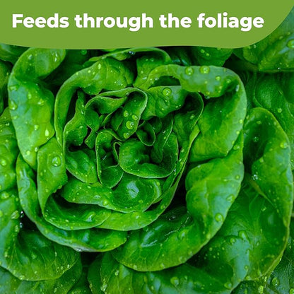 Premium Lettuce and Leafy Greens Fertilizer by Perfect Plants | Liquid Spray Plant Food for Outdoor and Indoor Gardens | Professional Spray Fertilizer 10-0-10 (8 fl oz)