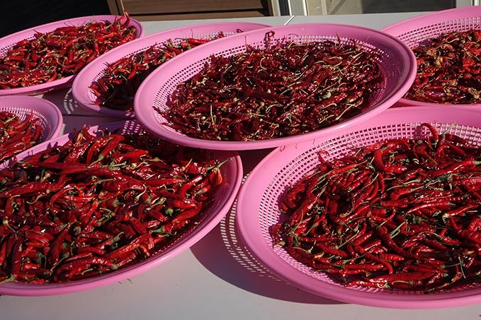 100 USDA Certified Organic Sichuan Chili Pepper Seeds, Er Jing Tiao, Product of the USA, Non GMO, 二荆条辣椒