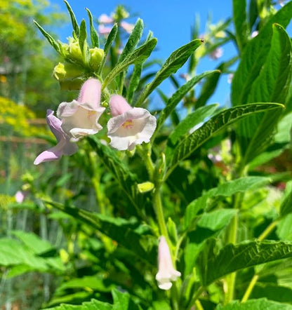 TomorrowSeeds - White Sesame Seeds - 9000+ Count - for 2026 Planting Benne Gingelly Til Simsim Ellu Shirogoma Zhi Ma Cover Crop Growing USA Asian Chinese Garden Grow Your Own Home Farm Patio Healthy