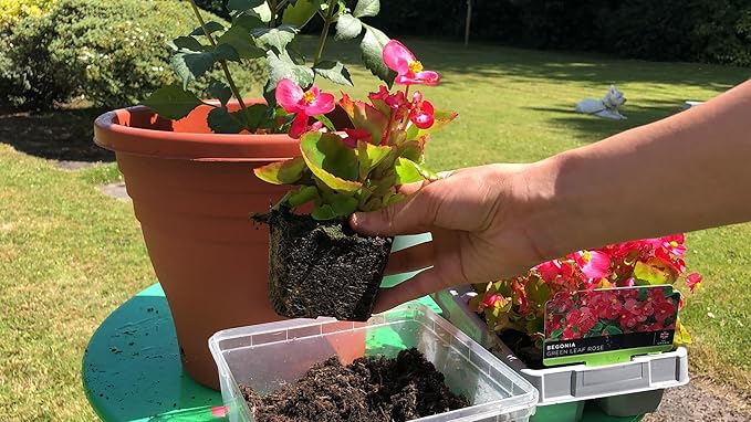 Premium Begonia Plant Potting Soil by Gardenera - Infuse Your Space with Blossoming Beauty and Lively Vitality - 2 Quart