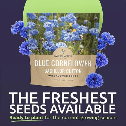 Blue Cornflower Seeds – Bachelor Buttons – Extra Large Packet – Over 5,000 Open Pollinated Non-GMO Wildflower Seeds – Centaurea cyanus