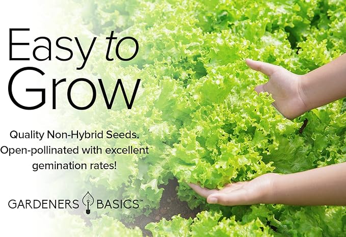 Gardeners Basics, 8 Leafy Garden Greens Seeds for Planting Individual Packets - Arugula, Collards, Spinach, Swiss Chard, Kale, Lettuce, Leafy and Butter Lettuce Seeds for Your Heirloom Salad Garden