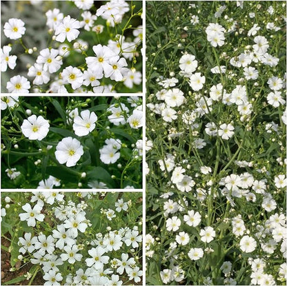 Seed Needs White Baby's Breath Seeds for Planting - Heirloom & Open Pollinated Annual Flowers - Perfect for a Butterfly Garden, Bouquets & Floral Arrangements (5 Packs)