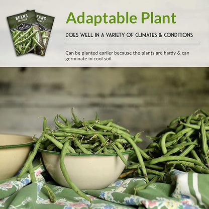 Provider Bush Bean Seeds for Planting - 3 Packs with Instructions to Plant and Grow Stringless Green Beans in Your Home Vegetable Garden - Non-GMO Heirloom Variety - Survival Garden Seeds (3 Packs)