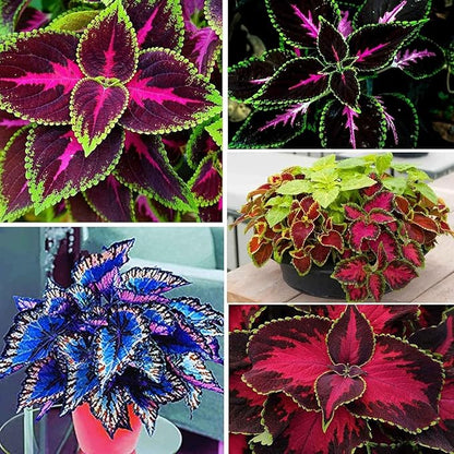 Rainbow Coleus Seeds for Planting 120PCS– Bright Multicolor Leaf Plant for Home & Garden Decoration | Fast Growing Shade Plant | Unique Gift for Garden Lovers & Holiday Present | Easy Germination