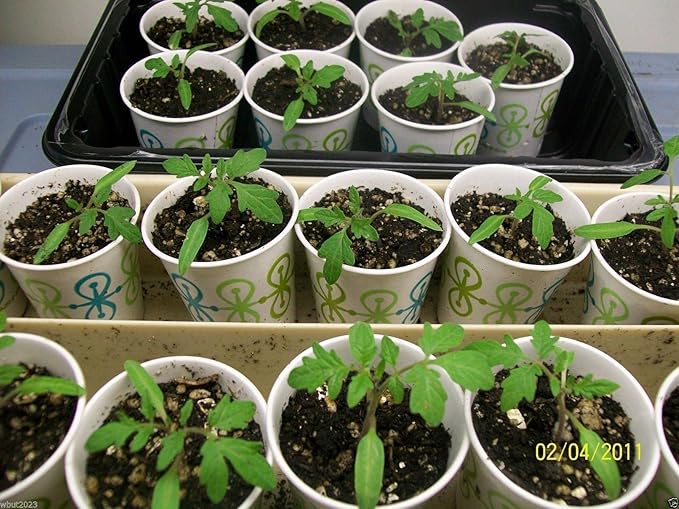 Campari Tomato Seeds,Very Juicy,High Sugar Level,Low Acidity,Lack of Mealiness !(100 Seeds)