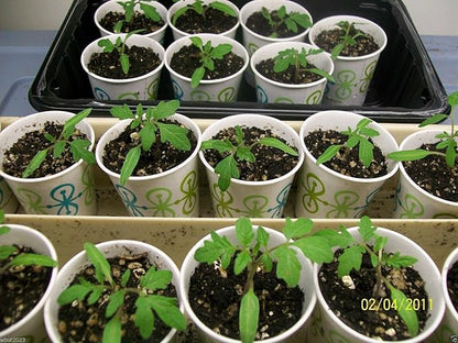 Campari Tomato Seeds,Very Juicy,High Sugar Level,Low Acidity,Lack of Mealiness !(100 Seeds)