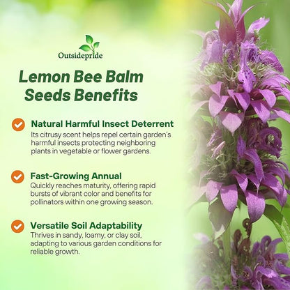 Outsidepride Lemon Bee Balm Seeds - 1 lb. Annual, Easy to Grow & Pollinator Friendly Monarda Citriodora Flower Seeds for Planting Fragrant Lavender Pink Blooms, Ideal for Teas & Potpourri