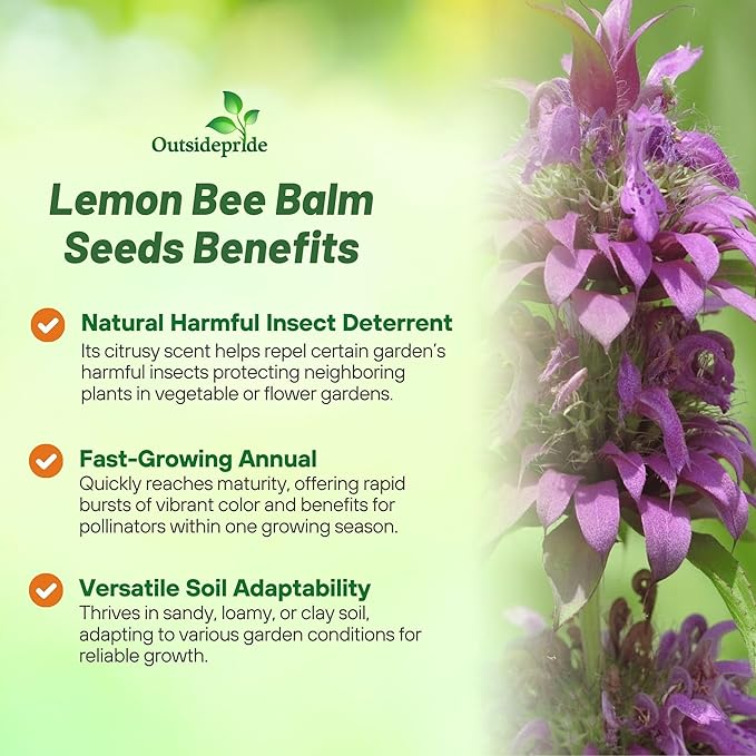 Outsidepride Lemon Bee Balm Seeds - 1/4 lb. Annual, Easy to Grow & Pollinator Friendly Monarda Citriodora Flower Seeds for Planting Fragrant Lavender Pink Blooms, Ideal for Teas & Potpourri