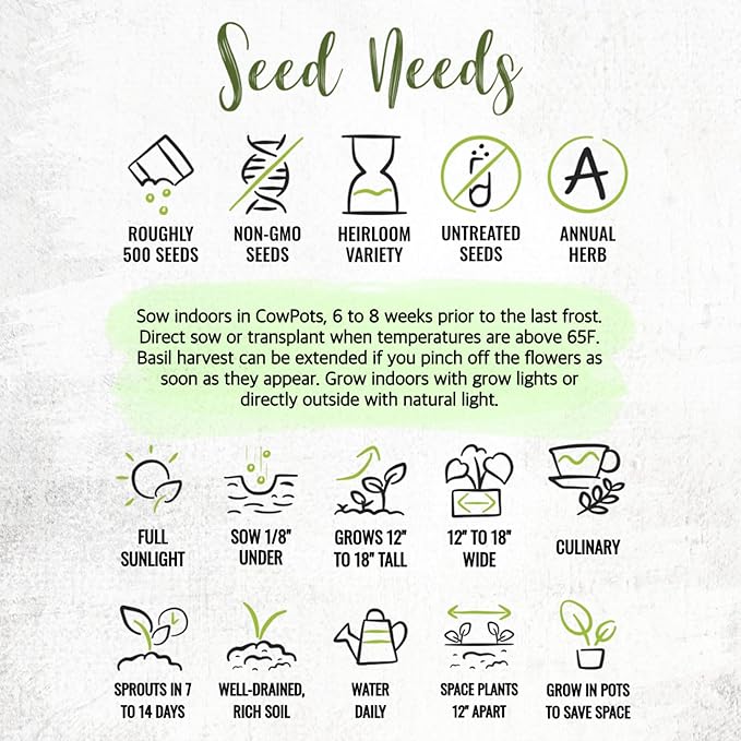 Seed Needs Genovese Basil/Thai Basil Seeds for Planting Fresh Kitchen Herbs - Non-GMO Heirloom & Untreated Annual Herb Seed to Plant a Culinary Garden Indoors or Outdoors