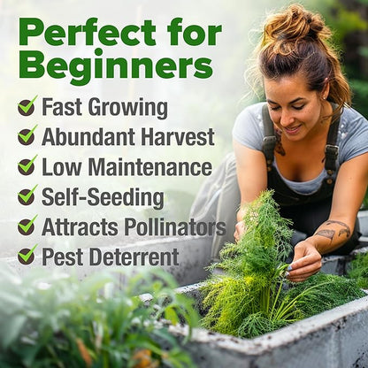 HOME GROWN Non GMO Dill Seeds for Planting 1,014 Bouquet Dill Seeds and Heirloom Herb Seeds for Planting Outdoors, Grow Your Fragrant Dill Herb Garden (Anethum graveolens)