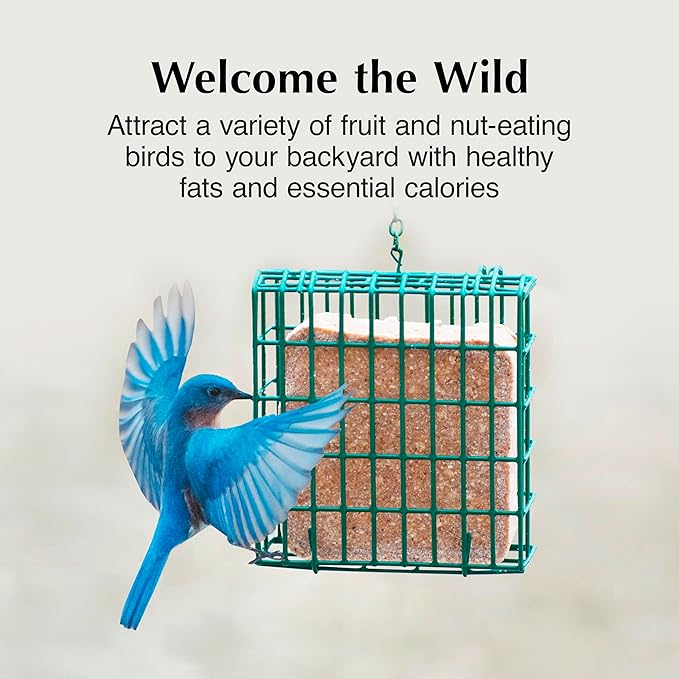 C&S Fruit n’ Nut Suet Treat, Suet Cakes for Wild Birds Including Robins, Blue Jays, Bluebirds, Tanagers, Thrushes and More, 8 Pack