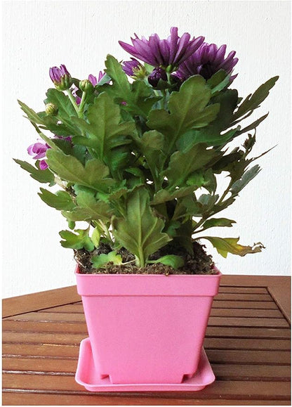 14pcs Colorful Square Plastic Plant Pot, Planter, Flower Pot with Pallet Tray Saucer for Decoration of Home Office Desk Garden Flower Shop