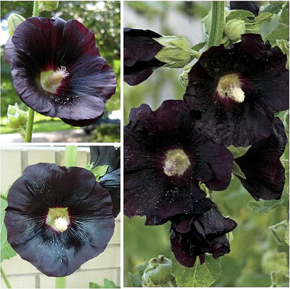 Seed Needs, Black Hollyhock Seeds - 100 Heirloom Seeds for Planting Alcea rosea - Great for Gothic Gardens, Open Pollinated Biennial That Attracts Pollinators (5 Packs)