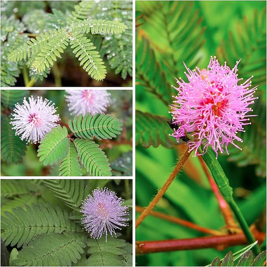 Seed Needs Sensitive Plant Seeds for Planting Mimosa pudica - Heirloom & Open Pollinated Annual Flowers - Pink Blooms with Leaves That React to Touch (2 Packs)