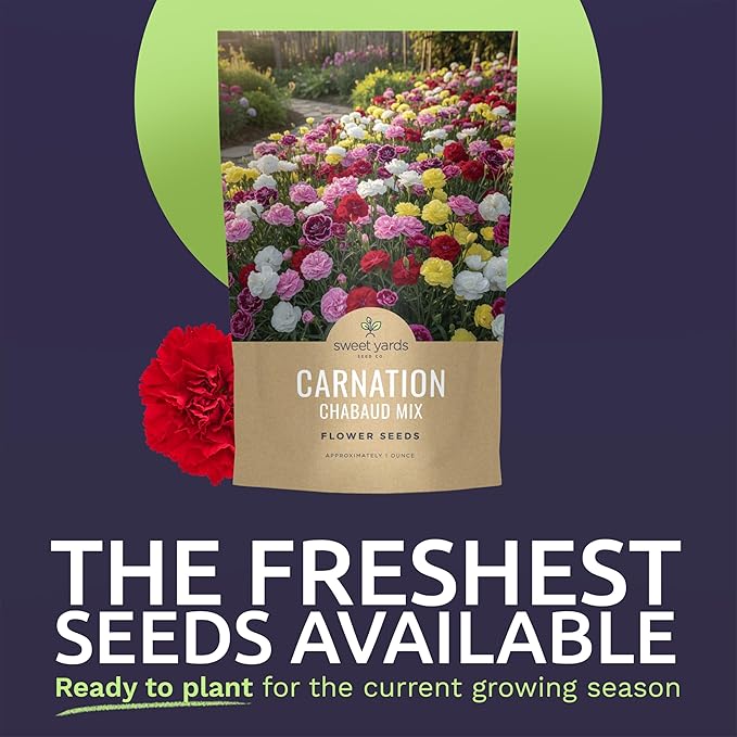 Carnation Chabaud Mix – Large 1 Ounce Seed Packet – 16,000 Flower Seeds for Planting – Dianthus caryophyllus