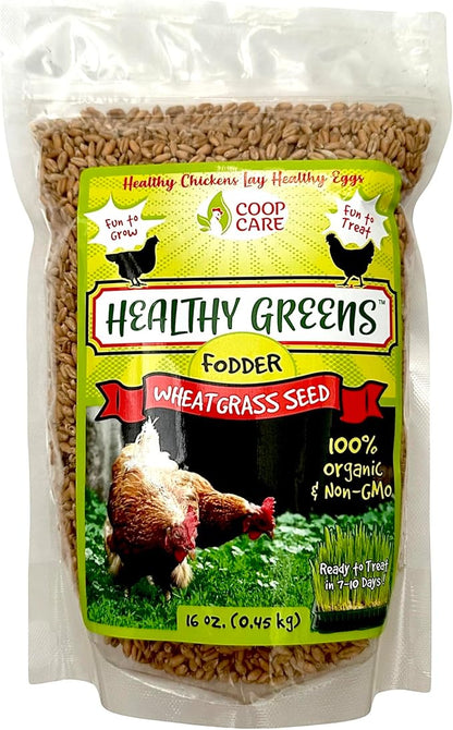 Healthy Greens Wheatgrass Scratch Feed & Fodder Seed, 1lb Bag. Premium Wheat Berries, Non-GMO Wheatgrass for Backyard Chickens, Plant Indoors/Outdoors. Also Ideal for Cats, Dogs w/Chick Fresh (2 Bags)