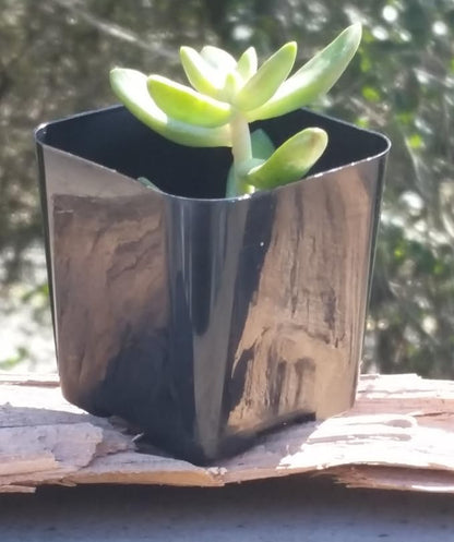 Pack of 2 Inch Plastic Flower Pots for Seedlings, or Succulents (100 Pots, Black)
