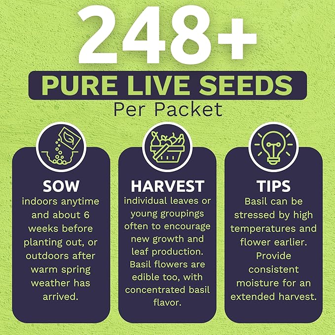 Organic Basil Seeds ‘Genovese’ – Two Seed Packets! – Over 496 Open Pollinated Non-GMO Italian Seeds – Sweet Yards Seed Co.