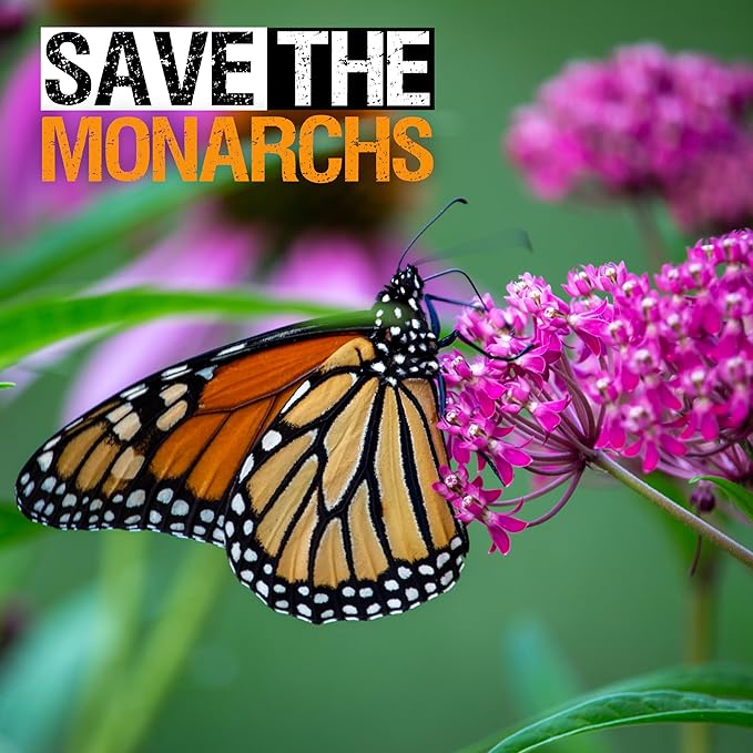 Seed Needs Pink Swamp Milkweed Seeds for Planting - Heirloom & Untreated - Grow a Butterfly Garden to Attract Monarch Butterflies & Pollinators (1 Pack)
