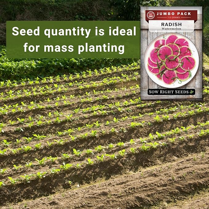 Sow Right Seeds - Bulk Watermelon Radish Seed for Planting - 10 Grams, 1000 Seeds - Non-GMO Heirloom Jumbo Pack - Easy to Grow with High Yields - Grow Loads of This Rare Variety - Vibrant Interior