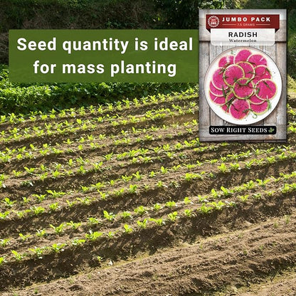 Sow Right Seeds - Bulk Watermelon Radish Seed for Planting - 10 Grams, 1000 Seeds - Non-GMO Heirloom Jumbo Pack - Easy to Grow with High Yields - Grow Loads of This Rare Variety - Vibrant Interior