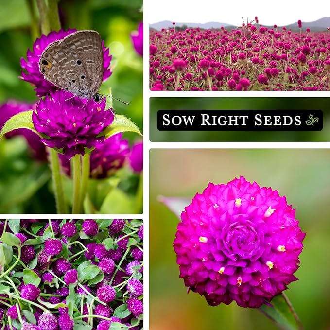 Sow Right Seeds - Purple Globe Amaranth Seeds for Planting - Non-GMO Heirloom Packet with Instructions to Plant & Grow an Outdoor Home Flower Garden - Gomphrena Pompom Flowers - Use Dried for Tea (2)