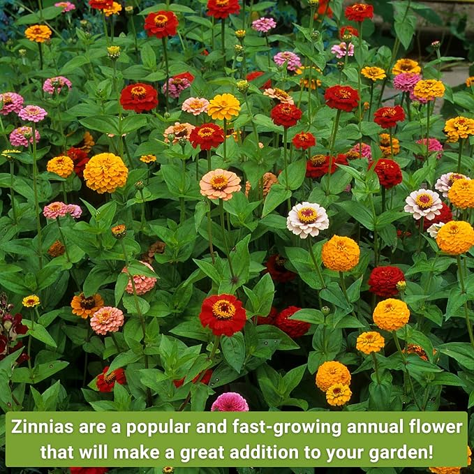Sow Right Seeds - Classic Zinnia Flower Seeds Collection - Five Packets with Full Instructions for Planting - Luminosa, Canary Bird, Purple Prince, Polar Bear, and Thumbelina - Colorful Annual Blooms