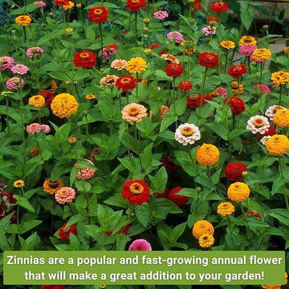 Sow Right Seeds - Classic Zinnia Flower Seeds Collection - Five Packets with Full Instructions for Planting - Luminosa, Canary Bird, Purple Prince, Polar Bear, and Thumbelina - Colorful Annual Blooms