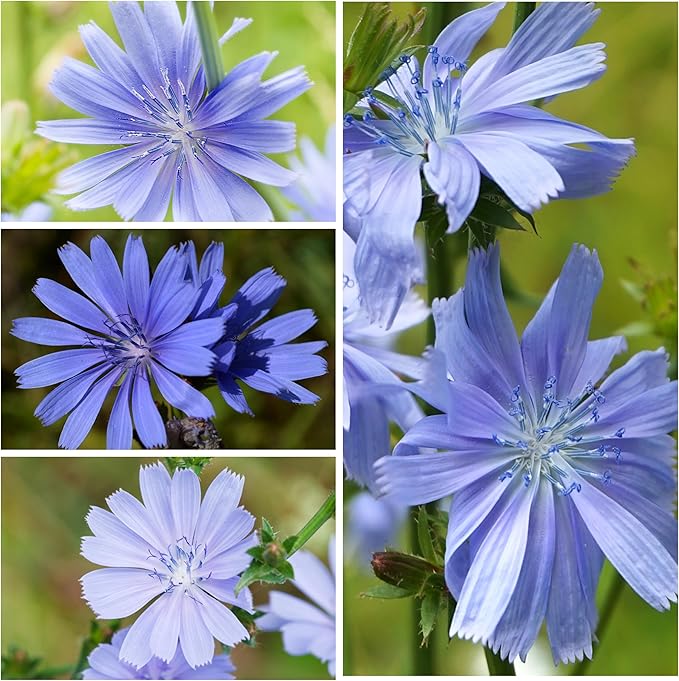 Seed Needs Chicory Seeds for Planting Cichorium intybus - Heirloom & Open Pollinated Wildflowers to Grow a Butterfly Garden That Attracts Butterflies, Bees & Other Pollinators (2 Packs)
