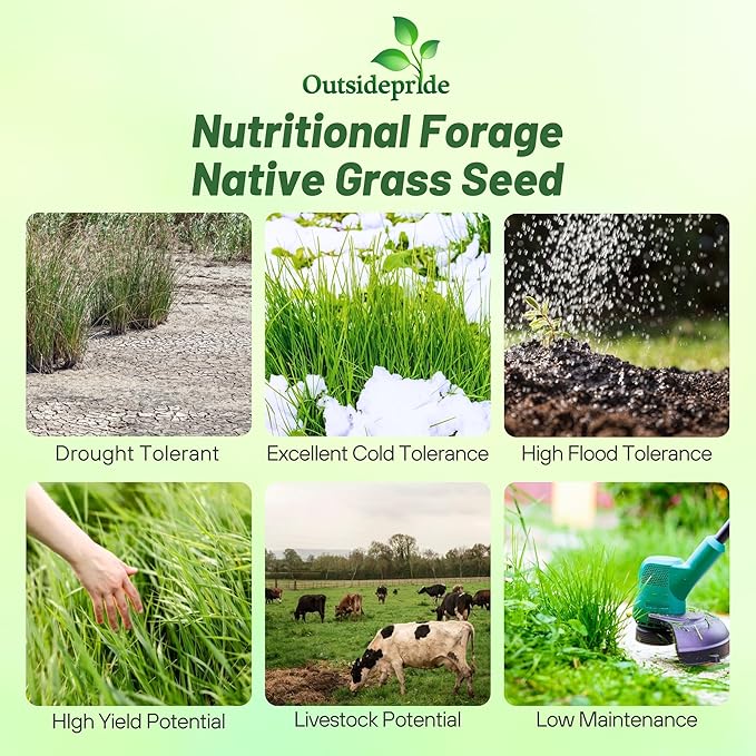 Outsidepride Switchgrass Seed - 5 lbs. Perennial Hardy, Drought & Flood Tolerant Native Grass Seed Ideal Fast-Growing Grasses for Erosion Control, Wildlife Forage & Food Plots, Thrives in Poor Soil