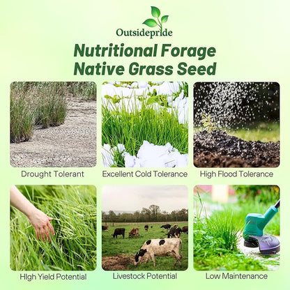 Outsidepride Switchgrass Seed - 5 lbs. Perennial Hardy, Drought & Flood Tolerant Native Grass Seed Ideal Fast-Growing Grasses for Erosion Control, Wildlife Forage & Food Plots, Thrives in Poor Soil