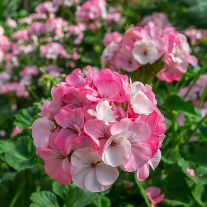 Pinto Premium Series Geranium White and Rose ~ 50 Seeds – Pelargonium x hortorum | 12-18" Upright Plants, 4-5" Blooms | Annual or Perennial | Heat & Drought Tolerant | Mixed Colors | Non-GMO