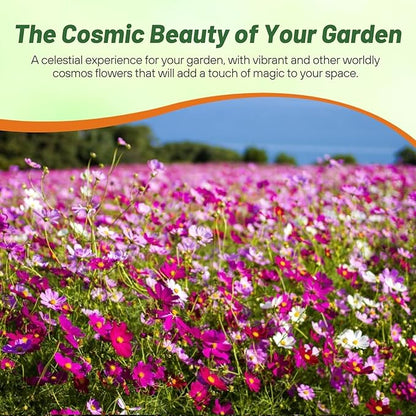 Outsidepride Sensation Mix Cosmos Bipinnatus Seeds - 1/4 lb. Annual, Drought-Tolerant, Self-Sowing, Mixed Flower Seeds for Planting Outdoors, Easy-Grow Pollinator Garden & Cut Flowers (AAS Winner)
