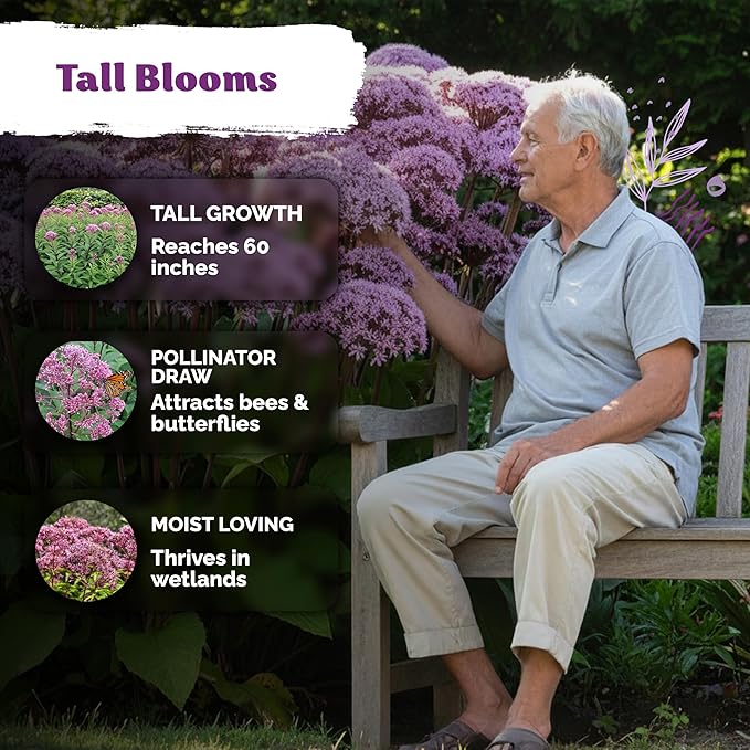 KVITER 1500 Joe Pye Weed Seeds (Eupatorium Maculatum) - Spotted Joe Pye Weed, Pink, Aromatic Wildflower, Butterfly Magnet - Perennial Flower Seeds in Seed Packets for Outdoor Flower Gardens