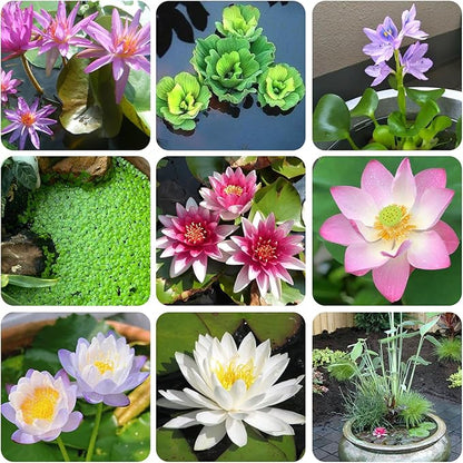 Aquatic Plant Soil & Aquarium Soil, Natural Organic Substrate for Water Plants - Safe for Fish, Nutrient-Rich Clay Base for Lotus & Water Lily (AquaticSoil, 13.2 LBS)