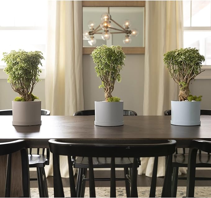 Bloem Mathers Planter w/Saucer Tray 8" Misty Blue (Pack of 3)